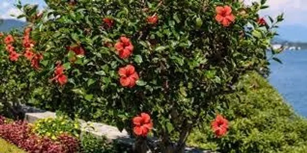 Hibiscus_Plant