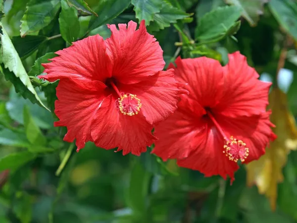 Hibiscus_Plant