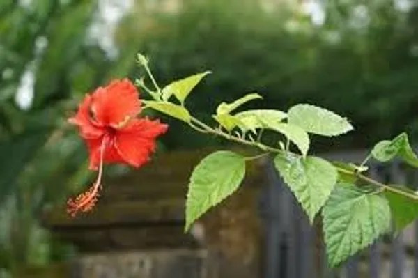 Hibiscus_Plant