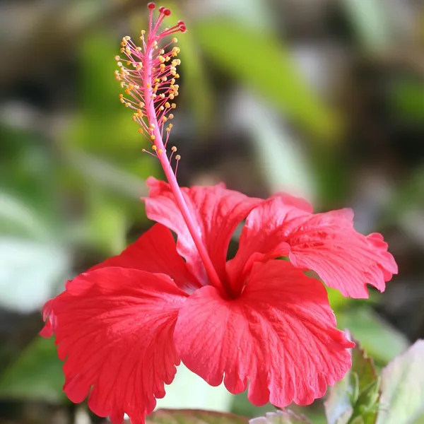 Hibiscus_Plant