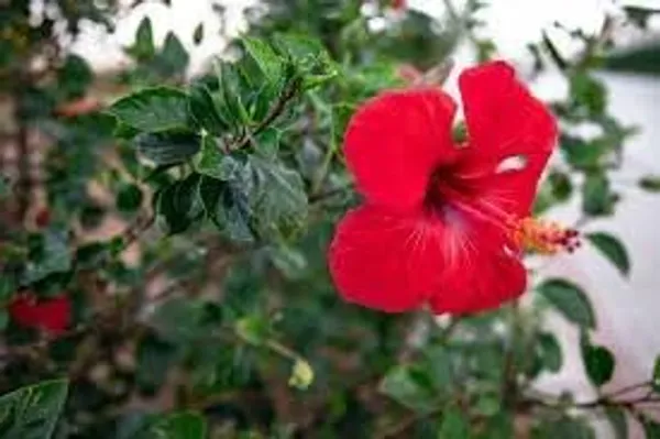 Hibiscus_Plant