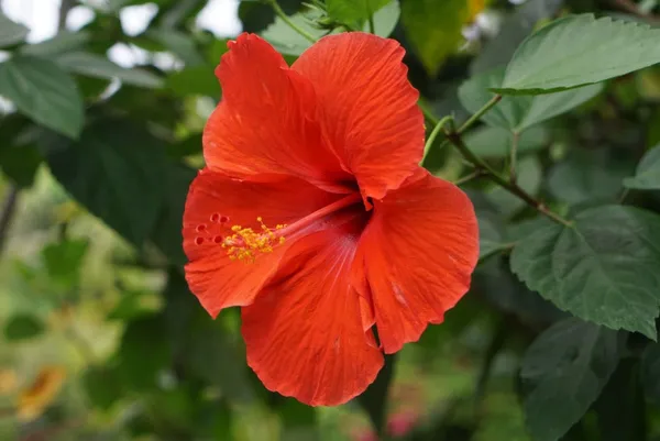Hibiscus_Plant