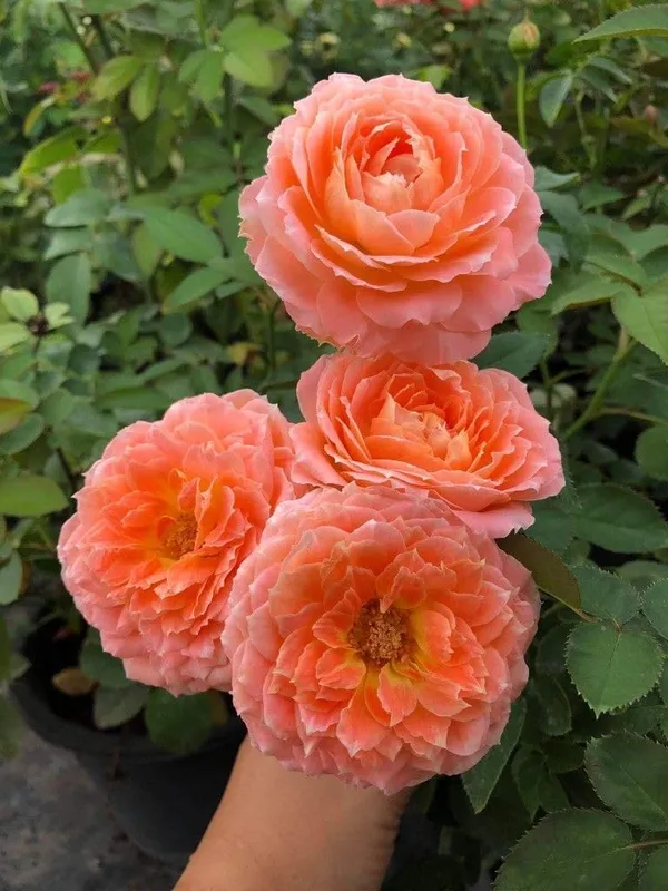 Flowering_Plant