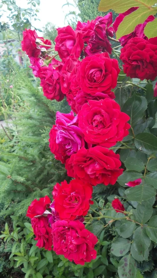 Rose_Plant