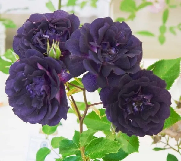 Rose_Plant