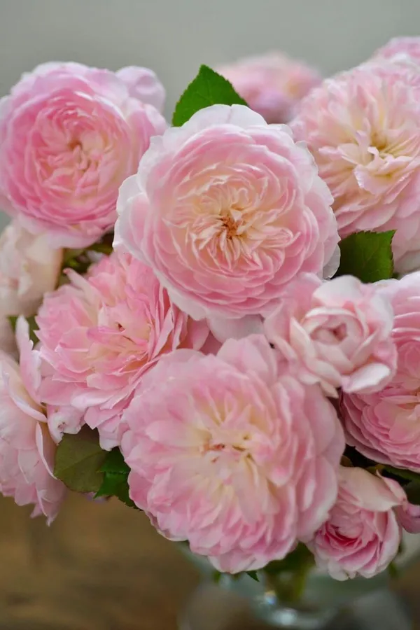 Rose_Plant