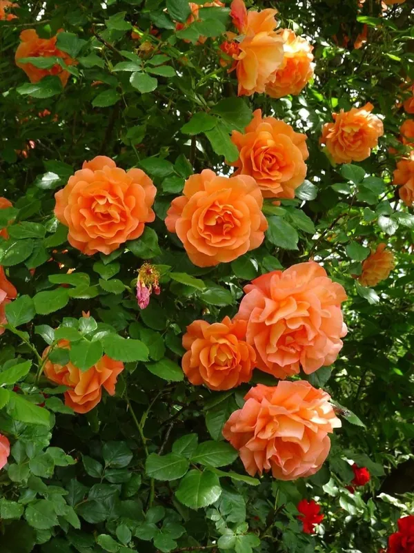 Orange_Flower_Plant