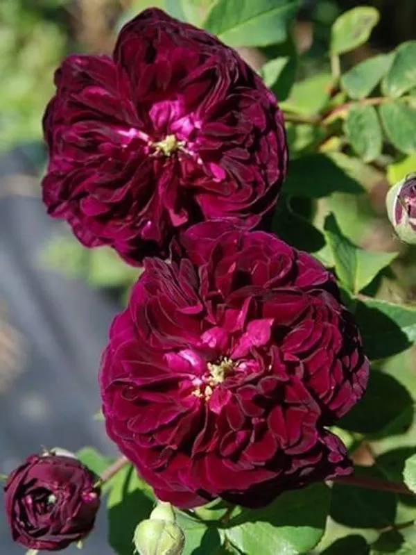 Rose_Plant