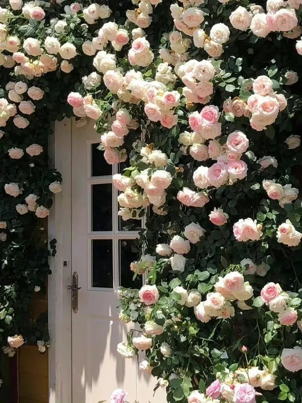 Rose_Plant_With_Pot