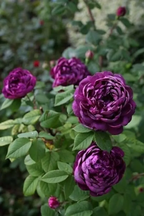Rose_Plant