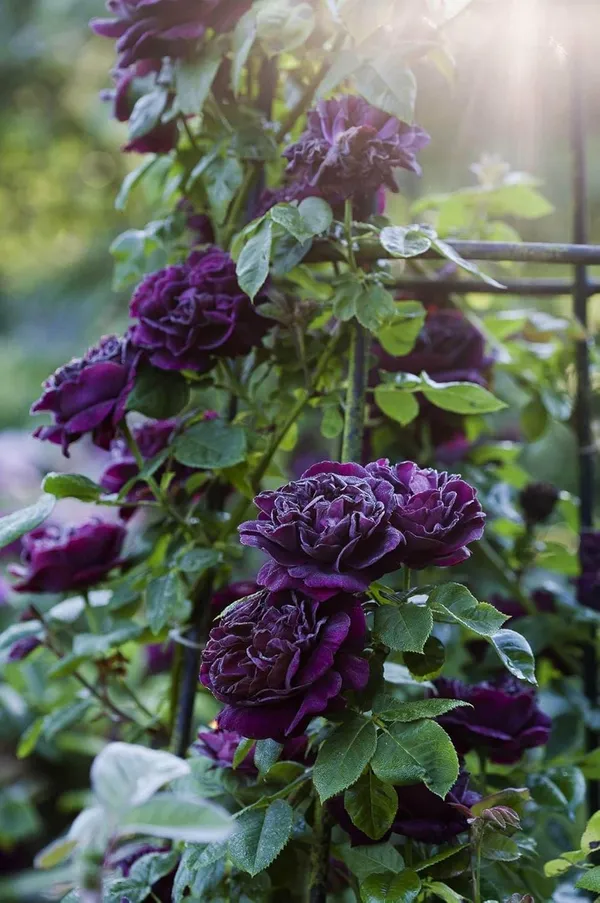 Rose_Plant