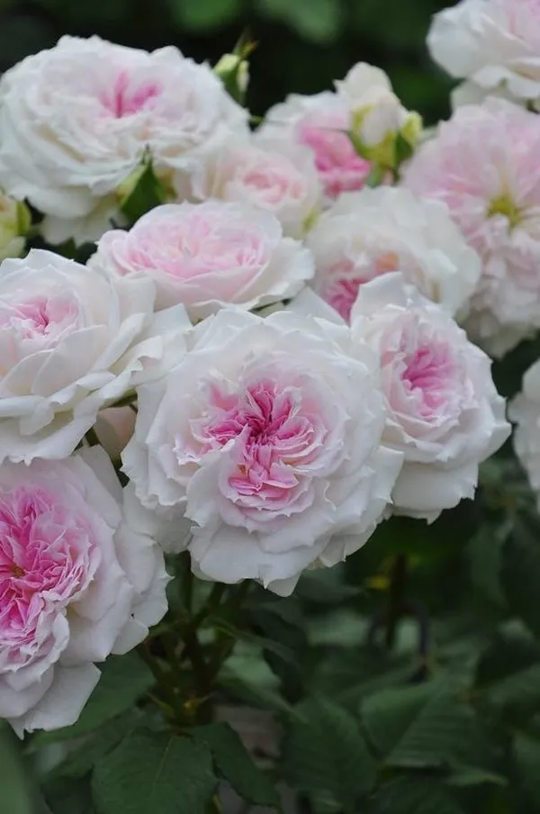 Rose_Plant
