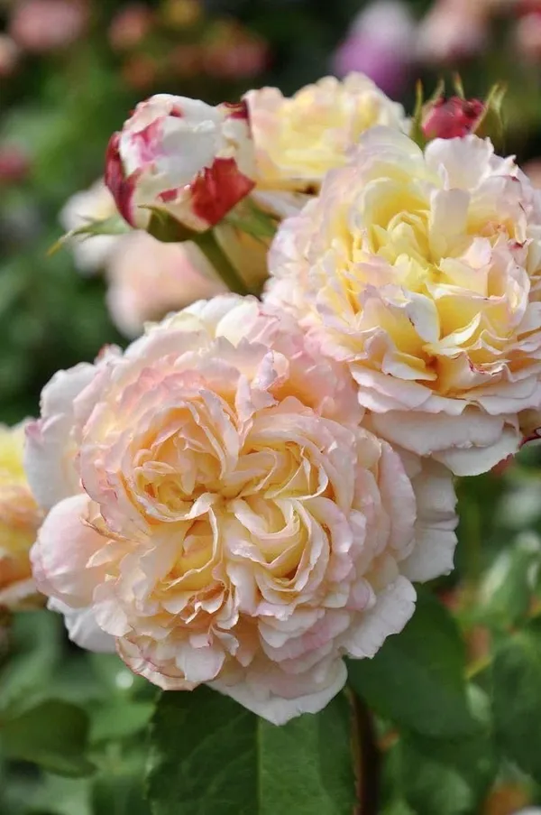 Rose_Plant