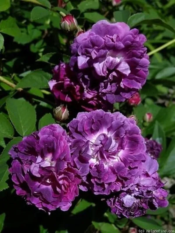 Rose_Plant