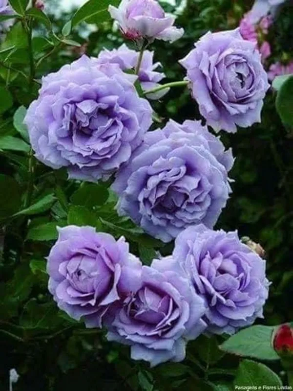 Rose_Plant