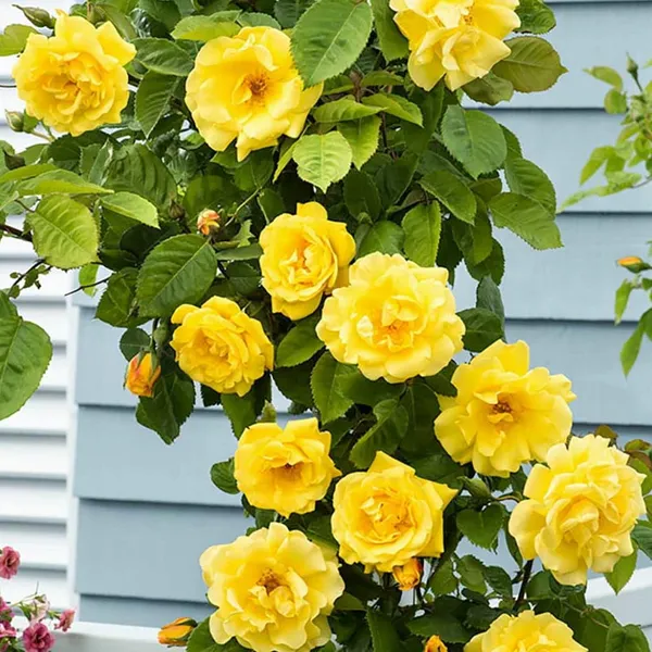 Rose_Plant_Human_Task_Generate_A_Single_Clean_Catalog_Safe_Common_Product_Name_Rules_Remove_Color_Size_Length_Quantity_And_Variant_Specific_Details_Remove_Marketing_Fluff_And_Adjectives_Keep_Only_The_Core_Product_Type_Material_And_Intended_User_If_Relevant_Output_Only_One_Name_Do_Not_Include_Explanations_Or_Multiple_Options_Input_Product_Title_Plant_Exotic_Yellow_Rose_Live_Flowering_Plant_For_Home_Garden