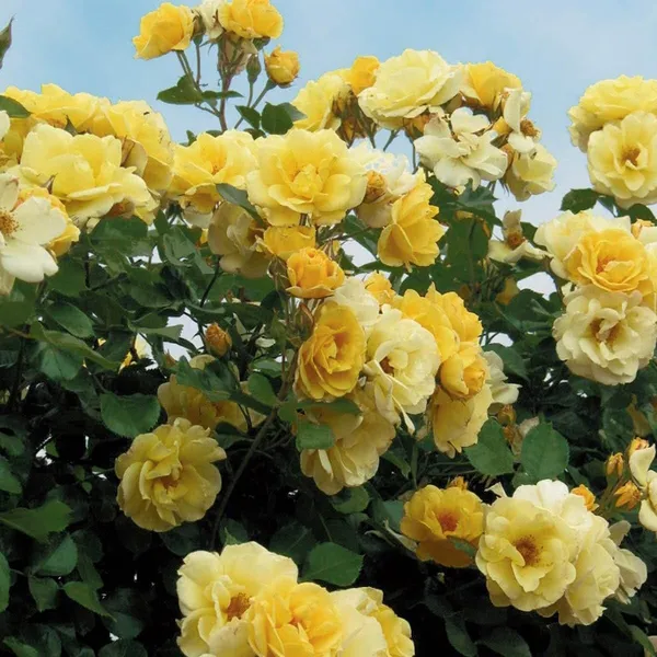 Rose_Plant_Human_Task_Generate_A_Single_Clean_Catalog_Safe_Common_Product_Name_Rules_Remove_Color_Size_Length_Quantity_And_Variant_Specific_Details_Remove_Marketing_Fluff_And_Adjectives_Keep_Only_The_Core_Product_Type_Material_And_Intended_User_If_Relevant_Output_Only_One_Name_Do_Not_Include_Explanations_Or_Multiple_Options_Input_Product_Title_Plant_Exotic_Yellow_Rose_Live_Flowering_Plant_For_Home_Garden