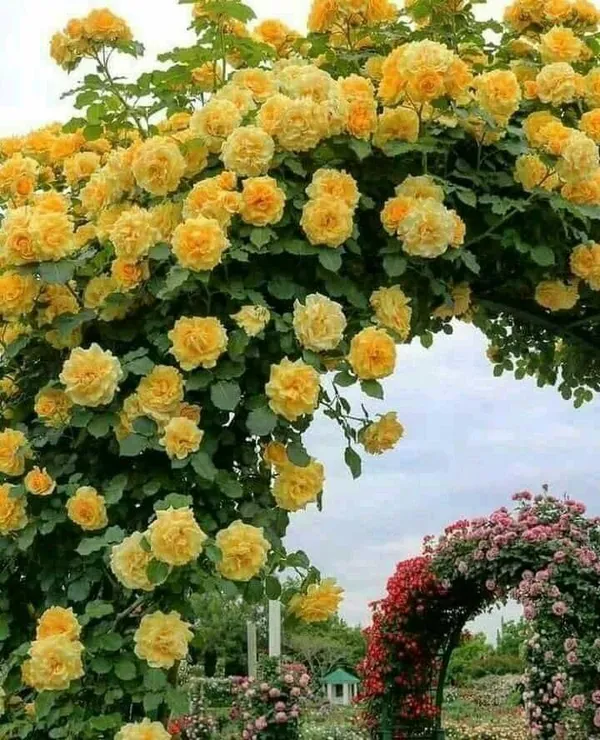 Rose_Plant_Human_Task_Generate_A_Single_Clean_Catalog_Safe_Common_Product_Name_Rules_Remove_Color_Size_Length_Quantity_And_Variant_Specific_Details_Remove_Marketing_Fluff_And_Adjectives_Keep_Only_The_Core_Product_Type_Material_And_Intended_User_If_Relevant_Output_Only_One_Name_Do_Not_Include_Explanations_Or_Multiple_Options_Input_Product_Title_Plant_Exotic_Yellow_Rose_Live_Flowering_Plant_For_Home_Garden