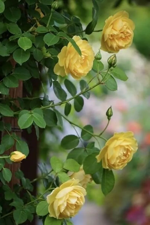 Rose_Plant_Human_Task_Generate_A_Single_Clean_Catalog_Safe_Common_Product_Name_Rules_Remove_Color_Size_Length_Quantity_And_Variant_Specific_Details_Remove_Marketing_Fluff_And_Adjectives_Keep_Only_The_Core_Product_Type_Material_And_Intended_User_If_Relevant_Output_Only_One_Name_Do_Not_Include_Explanations_Or_Multiple_Options_Input_Product_Title_Plant_Exotic_Yellow_Rose_Live_Flowering_Plant_For_Home_Garden