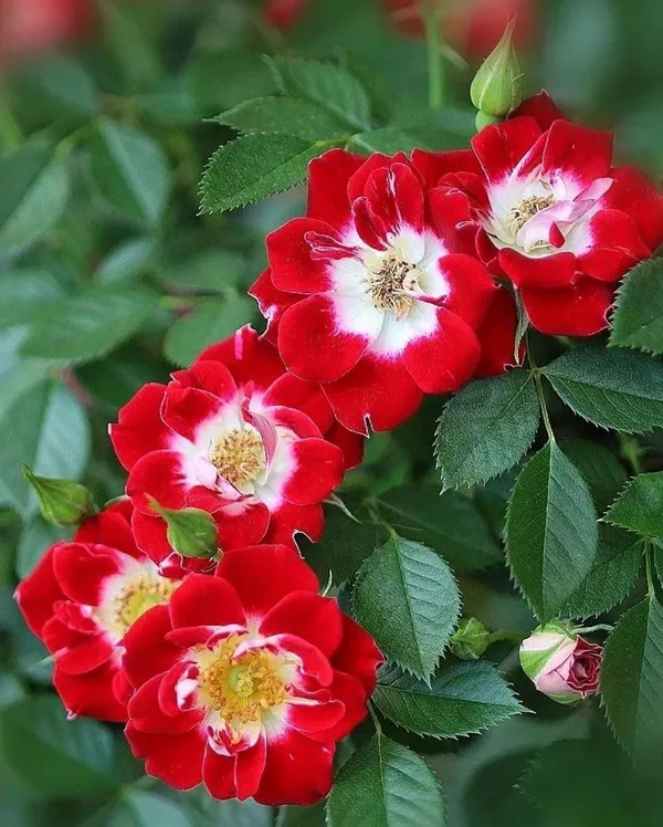 Rose_Plant