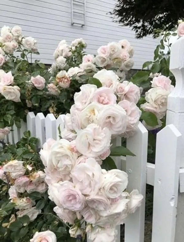 Rose_Plant