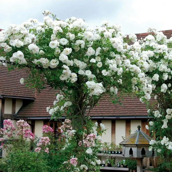 Rose_Plant