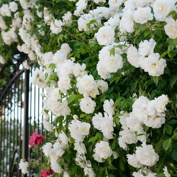 Rose_Plant