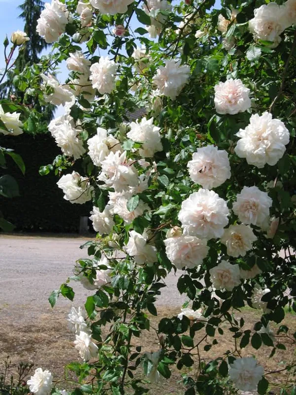 Rose_Plant