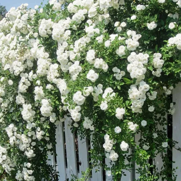 Rose_Plant
