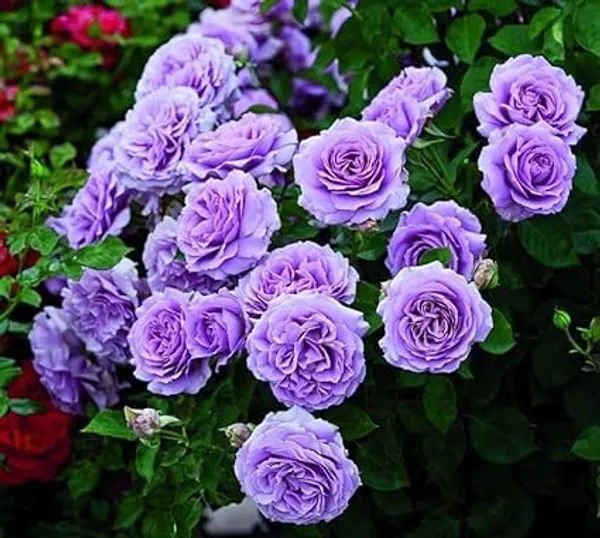 Violet_Rose_Plant