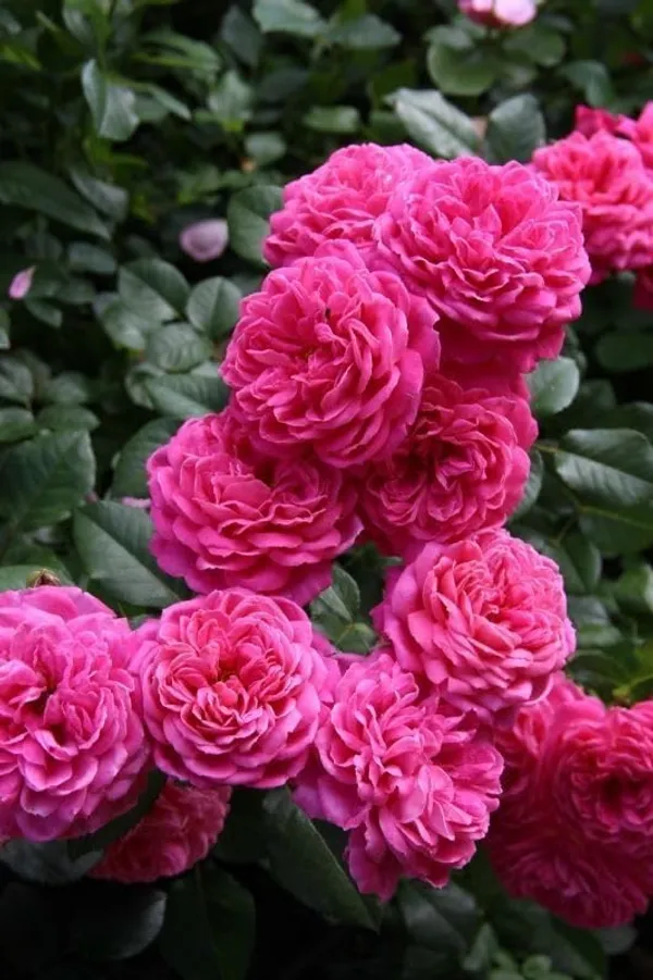 Rose_Plant