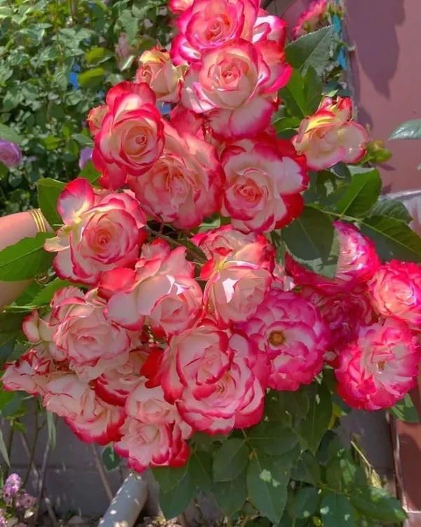 Rose_Plant
