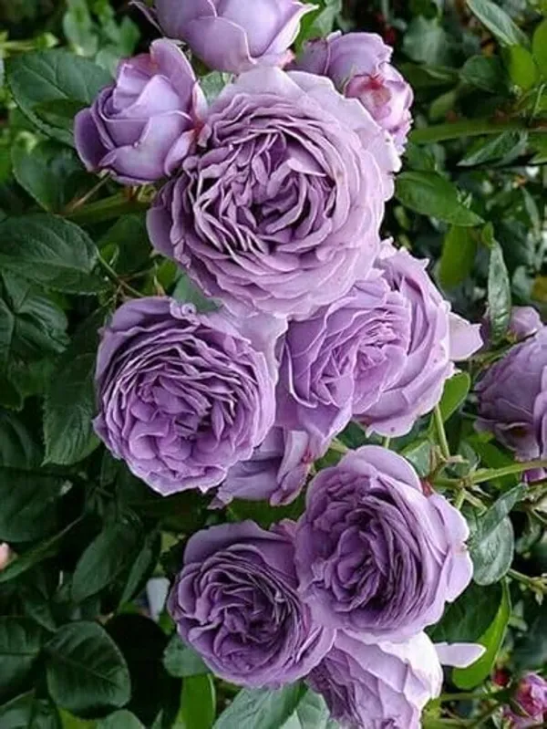 Rose_Plant