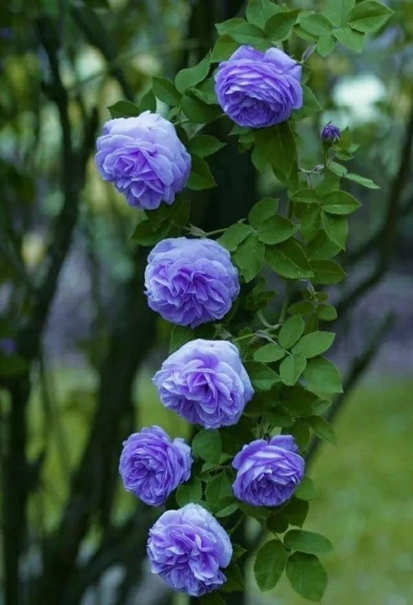 Rose_Plant