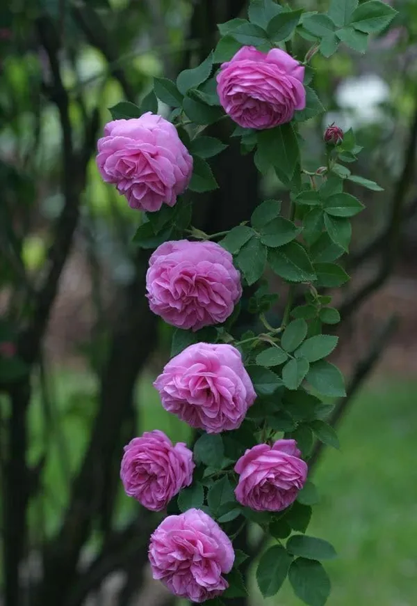 Rose_Plant