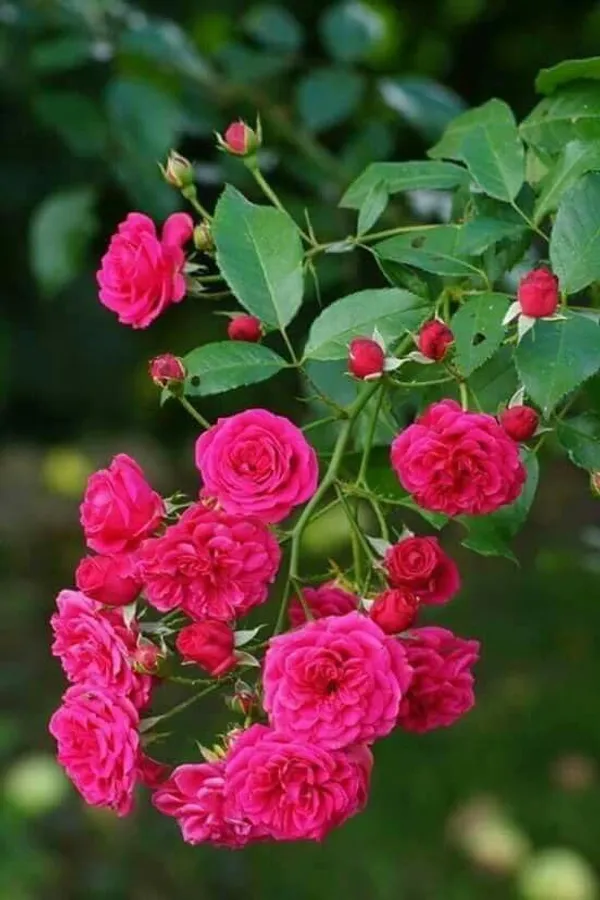 Rose_Plant
