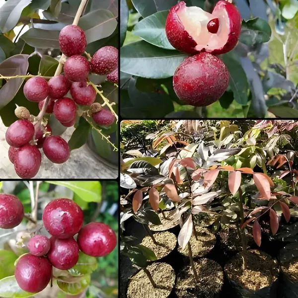 Longan_Live_Plant