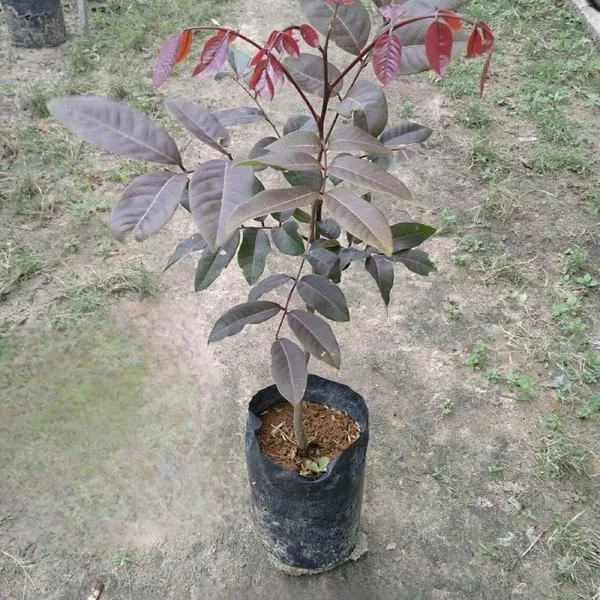 Longan_Live_Plant