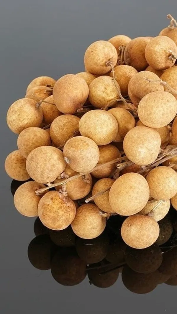 Longan_Live_Plant