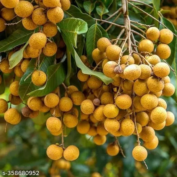 Longan_Live_Plant