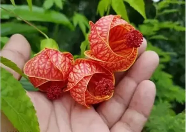 Hibiscus_Plant