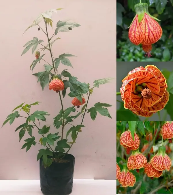 Hibiscus_Plant