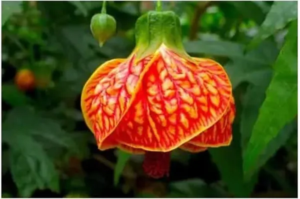 Hibiscus_Plant