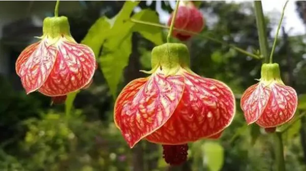 Hibiscus_Plant
