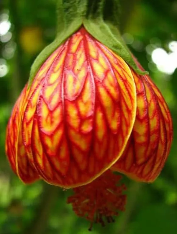 Hibiscus_Plant