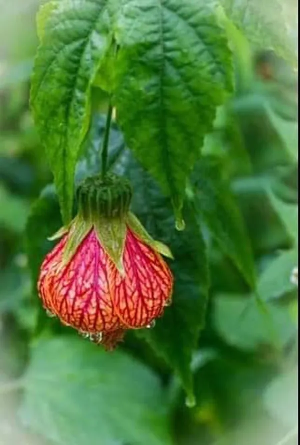 Hibiscus_Plant