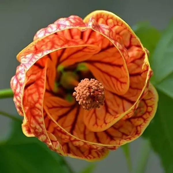 Hibiscus_Plant