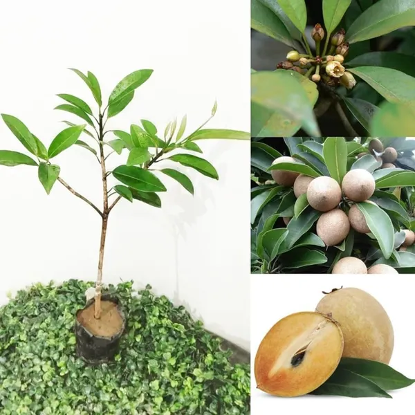 Chiku_Fruit_Plant