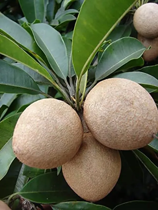 Chiku_Fruit_Plant