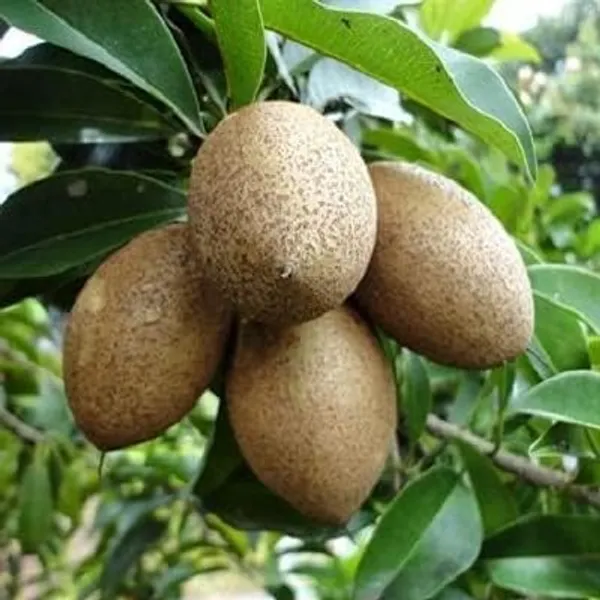 Chiku_Fruit_Plant